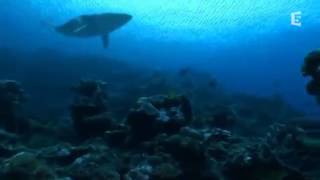 Le Megalodon ancêtre du Requin Blanc DOCUMENTAIRE [upl. by Adniuqal]