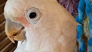 Spaghetti Face 🥹 My Goffin Cockatoo got a New Perch and Toys in his cage 💙🩵💙🩵 [upl. by Yenahteb47]