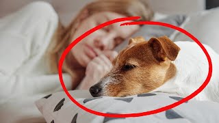 Why Does Your Dog Sleep with You  What Your Dogs Sleep Spot Reveals About Your Connection [upl. by Howey]