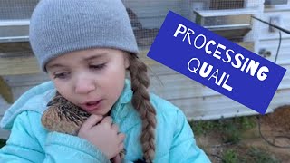 Quick Easy and Efficient Processing Quail  vlog [upl. by Cynde]