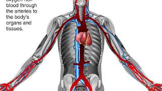 How Blood Flows through the Body Animation  Circulatory System Video [upl. by Virgilio]