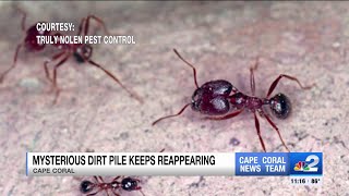 Bigheaded ants invading Cape Coral home [upl. by Eisso19]