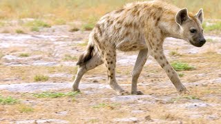 Why Hyenas Are One of Africa’s Most Efficient Predators [upl. by Bachman]