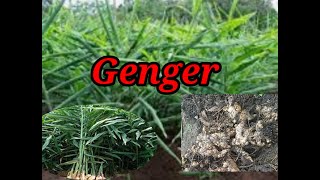 How to plant Genger farmer genger gardener beautifulgarden [upl. by Manton]