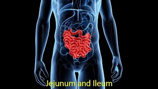 সহজ বাংলায় Jejunum and Ileum by Prof Dr Md Ashfaqur Rahman [upl. by Allemrac]