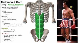 Anterior Abdomen Part 1  Intro Pyramidalis amp Rectus Abdominis [upl. by Nossah]