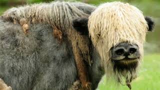 Yak Facts Interesting Facts about Yak Facts about Yak [upl. by Nert299]