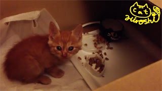 茶トラ子猫拾った日の夜 段ボールの中でやっと餌食べた～～ Tabby Cat Hiroshi first dinner [upl. by Nedry]