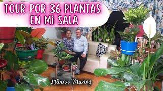 TOUR POR 36 PLANTAS DE MI SALA  Liliana Muñoz [upl. by Maite]