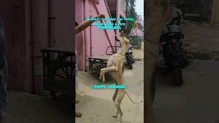 Chippiparai training shorts shortsfeed viral trending dog chippiparai ytshorts yt puppy [upl. by Aicilf]