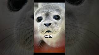 The Deep Dive Champion Discover the Weddell Seal’s Incredible Underwater Skills [upl. by Ahcila]