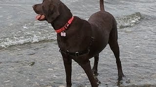 Cinder Our Chocolate Lab Goes Swimming [upl. by Telimay]