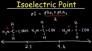 How To Calculate The Isoelectric Point of Amino Acids and Zwitterions [upl. by Noella974]