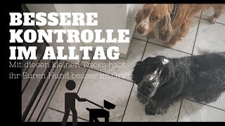 Einfache Tipps zur besseren Kontrolle Eures Hundes im Alltag [upl. by Rubens]