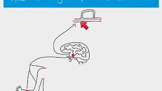 A2 Biology  Homeostasis overview [upl. by Jude]