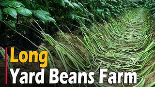 Yard Long Beans Farming  How To Grow Yard Long Green Beans [upl. by Friedrick]