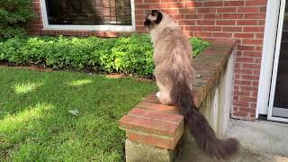 Why Caymus is My Favorite Living Ragdoll Cat  3 Months Before He Died of CRF [upl. by Croteau769]