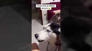 Husky has an Italian accent 😱 dog speaking melissabtv gotpermissiontopost [upl. by Fasano361]