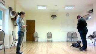 Dog training Buddie the staffy x labrador [upl. by Mehetabel]