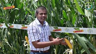 Dekalb 9208  Virtual Field Day Maize Cultivation In India  Bayer Crop Science India [upl. by Joktan]