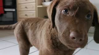 Chesapeake Bay Retriever Puppy 10 weeks old [upl. by Kowtko]