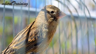 Cute and Young Canary Timbrado singingHe tries his best song [upl. by Giovanna]