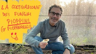 Coltivare i funghi in casa e non solo il PIOPPINO con l’argilla espansa FunghidiSardegna [upl. by Sgninnej]