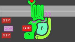 Gprotein signaling [upl. by Rosaleen90]