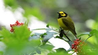 Hooded Warbler Portrait [upl. by Aicxela107]