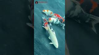 New 5000 gallon pond in Manchester  KOI BEING RELEASED UNDERWATER FOOTAGE [upl. by Ellita]