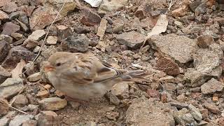 Sparrow Eat Groundnut seed [upl. by Ellehcem795]