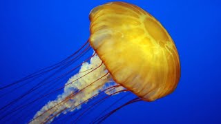 Facts The Jellyfish [upl. by Ikkiv968]