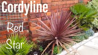 Cordyline Australis Red Star Cabbage Palm Cabbage Tree evergreen shrub perennial [upl. by Neelloj]