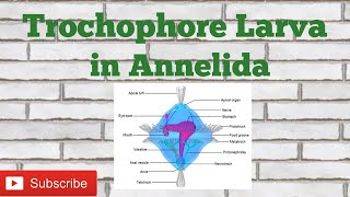 Trochophore Larva of Annelida phylum ICMRDBT GATECSIRNETNEETLIFE SCIENCES [upl. by Nordin]