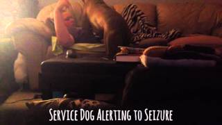 Service Dog Alerts to Seizure [upl. by Files]