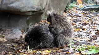 Porcupine Mating [upl. by Zerline]