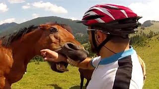 Animal Encounters But They Get Crazier 🐴 [upl. by Luahs]