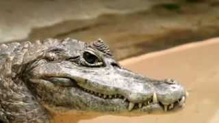 Caiman facts 20 facts about Caimans [upl. by Aeslehc]