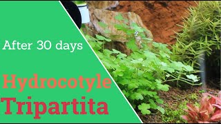 Hydrocotyle tripartita planting and 30 days growing [upl. by Aeel]