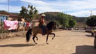 Caballo bailando quotEl Bayoquot [upl. by Wivinah922]