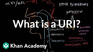 What is an upper respiratory infection URI  NCLEXRN  Khan Academy [upl. by Edwin670]