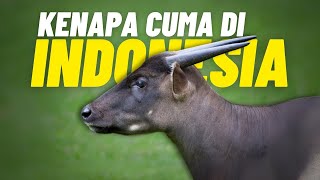 Anoa Mencari Harapan Di Tengah Kepunahan [upl. by Nek]