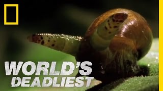 Zombie Snails  Worlds Deadliest [upl. by Adialeda290]