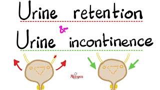 Urinary Incontinence Stress Incontinence Urge Incontinence Overflow Incontinence Urine Retention [upl. by Grigson]