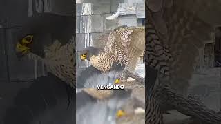 Halcón toma venganza 😱🤯 planet animales safari animals faunasalvajes [upl. by Mauve]