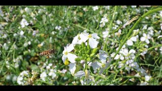 Environmental Experiencehoney bee buzzing around flower in search of nectar [upl. by Rednal]