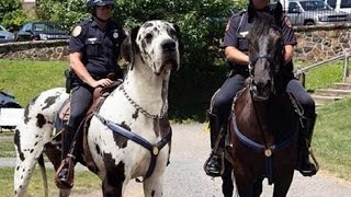 Great Dane Gentle Giant  Apollo of Dogs [upl. by Katushka387]