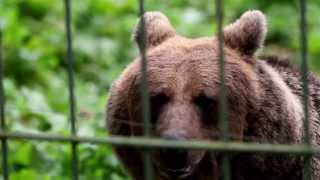 1127 Grizzly brown bear smelling [upl. by Ivers36]