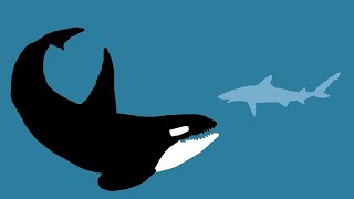 Shark vs Killer Whale [upl. by Porett684]