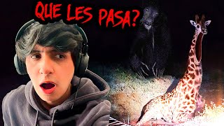 algo les esta pasando a los animales 💀 [upl. by Ahseeyt]